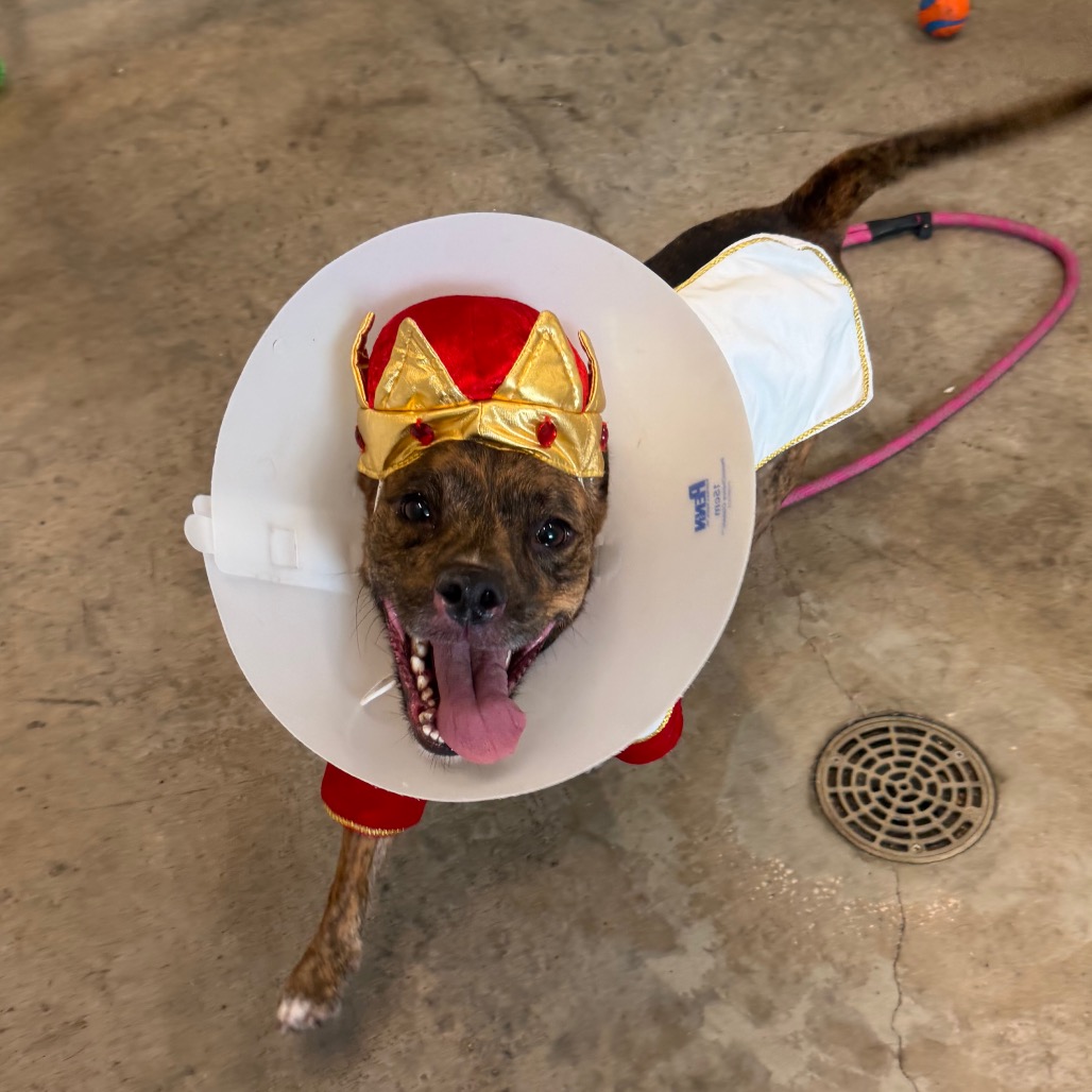 Shelter Stray Male Dog last seen , 3607 N Armenia Ave, Tampa, FL 33607, USA