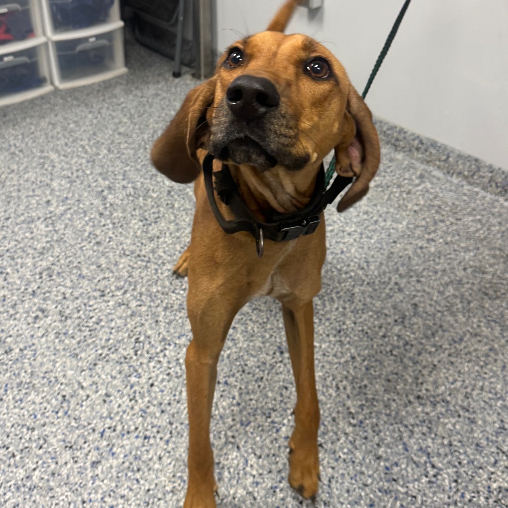 Shelter Stray Male Dog last seen , 328 Furman Hall Rd, Greenville, SC 29609, USA
