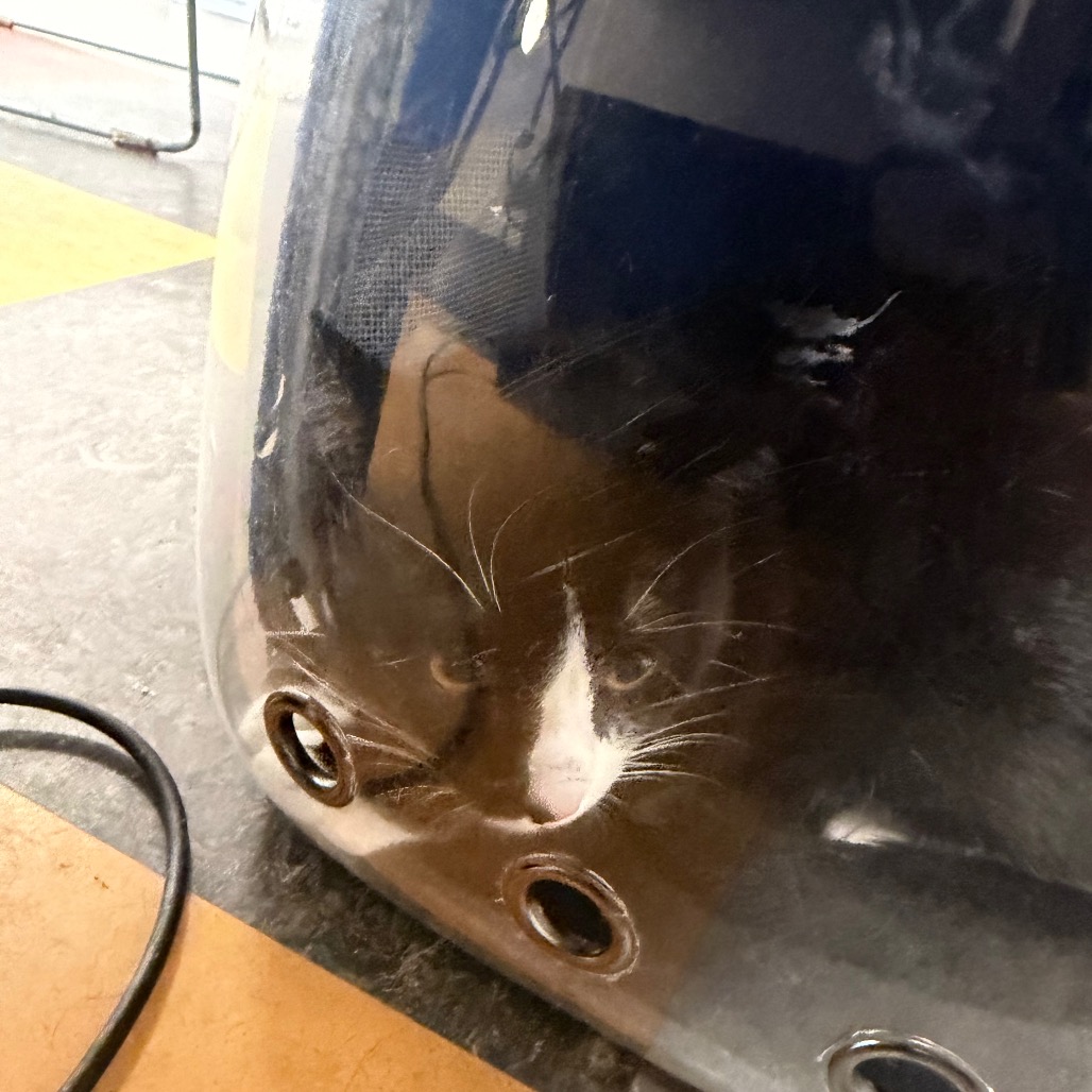 Shelter Stray Male Cat last seen , Animal Care & Control Team of Philly, 111 W Hunting Park Ave, Philadelphia, PA 19140, USA
