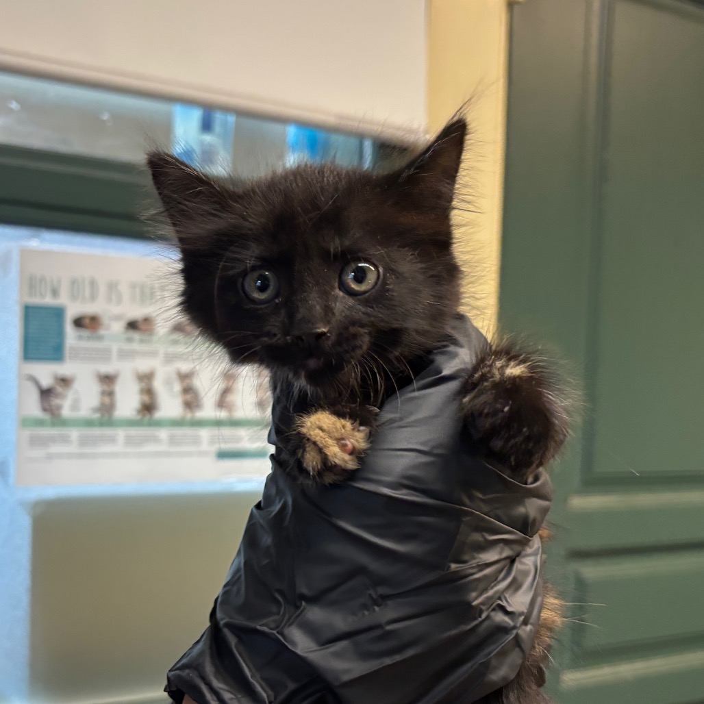 Shelter Stray Female Cat last seen , 361 S Raymond Ave, Pasadena, CA 91105, USA