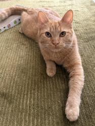Lost Female Cat last seen Great Southwest and Fairmont, Grand Prairie, TX 75052