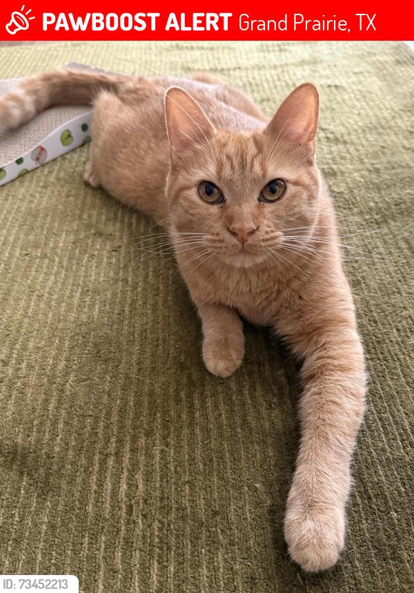 Lost Female Cat last seen Great Southwest and Fairmont, Grand Prairie, TX 75052