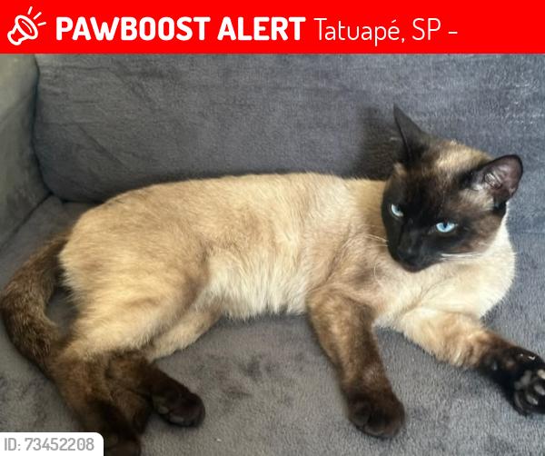 Lost Male Cat last seen Avenida Melo Peixoto, Tatuapé, SP 03068-010