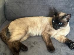 Lost Male Cat last seen Avenida Melo Peixoto, Tatuapé, SP 03068-010