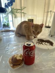 Lost Male Cat last seen Kirk y canal road, Palm Beach County, FL 33461
