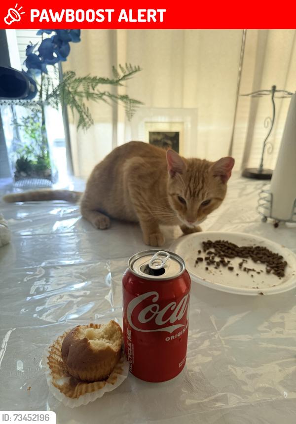 Lost Male Cat last seen Kirk y canal road, Palm Beach County, FL 33461