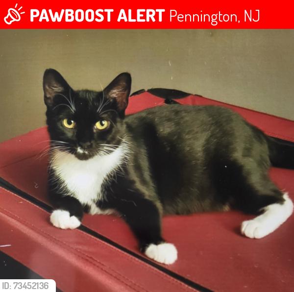 Lost Female Cat last seen Elm Ridge Park, area between E Acres, Meadow & Blue Spruce, Pennington, NJ 08534