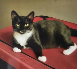 Lost Female Cat last seen Elm Ridge Park, area between E Acres, Meadow & Blue Spruce, Pennington, NJ 08534