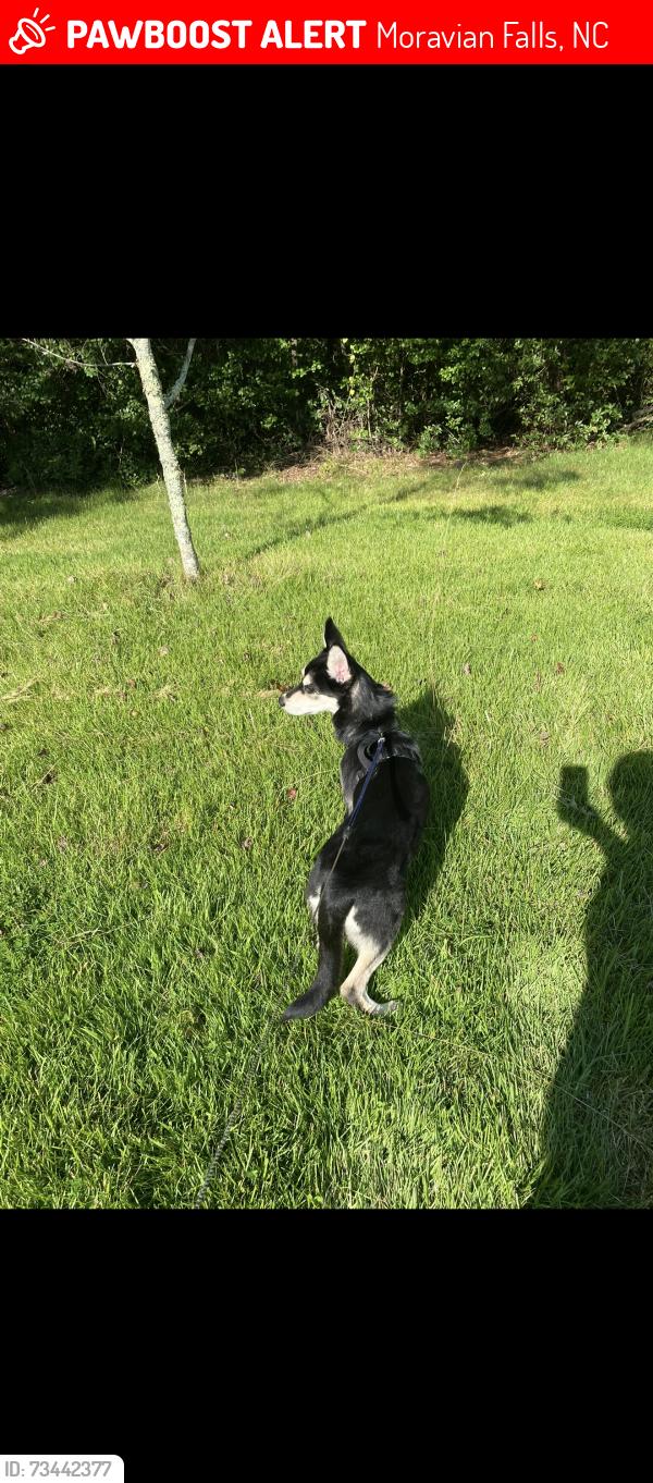 Lost Female Dog last seen Glenn Carlton rd, Moravian Falls, NC 28654