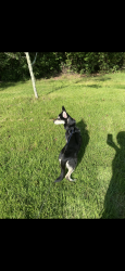 Lost Female Dog last seen Glenn Carlton rd, Moravian Falls, NC 28654