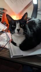 Lost Female Cat last seen 71st and Shadeland Statuon, Indianapolis, IN 46256
