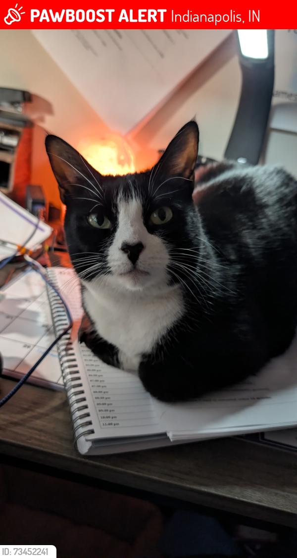 Lost Female Cat last seen 71st and Shadeland Statuon, Indianapolis, IN 46256