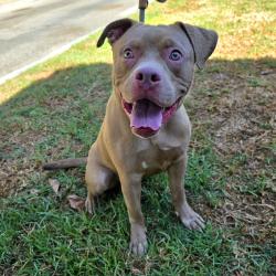 Found/Stray Male Dog last seen Near Long Beach Blvd, Long Beach, CA 90805, Long Beach, CA 90805