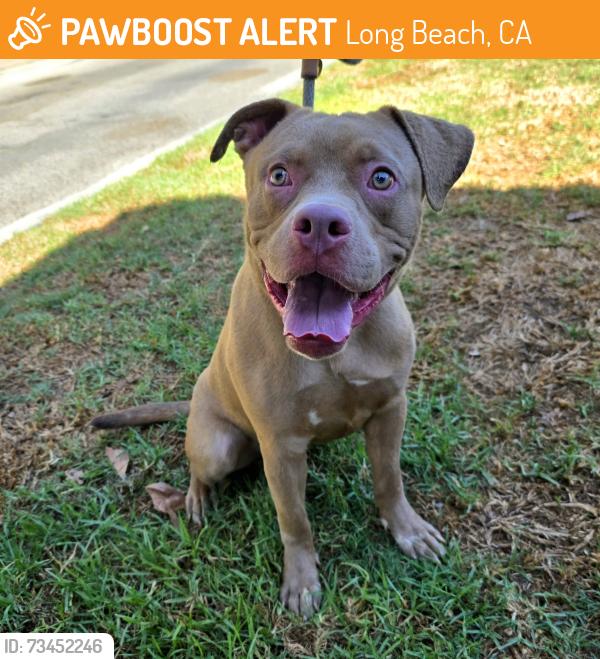 Found/Stray Male Dog last seen Near Long Beach Blvd, Long Beach, CA 90805, Long Beach, CA 90805