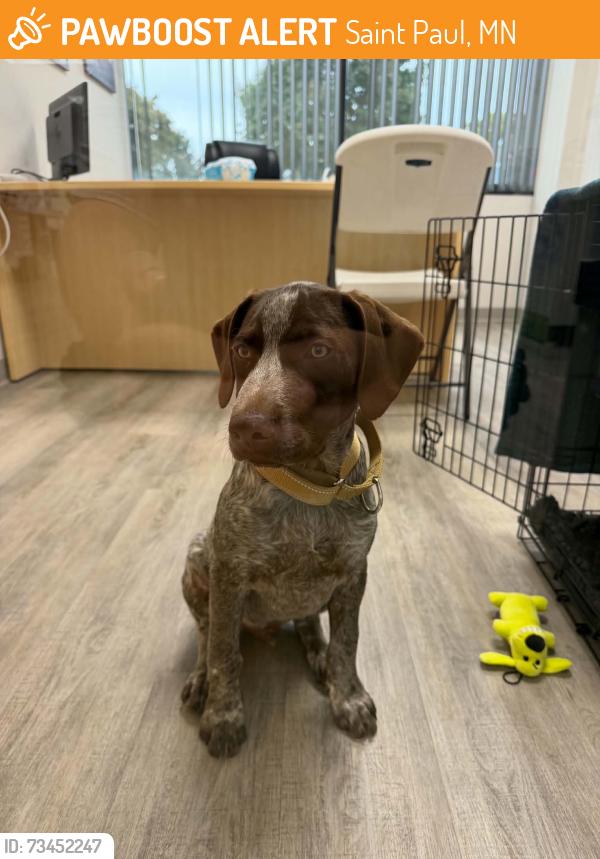 Found/Stray Unknown Dog last seen Near Minnehaha Ave W, Saint Paul, MN 55103
