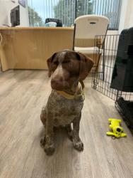 Found/Stray Unknown Dog last seen Near Minnehaha Ave W, Saint Paul, MN 55103