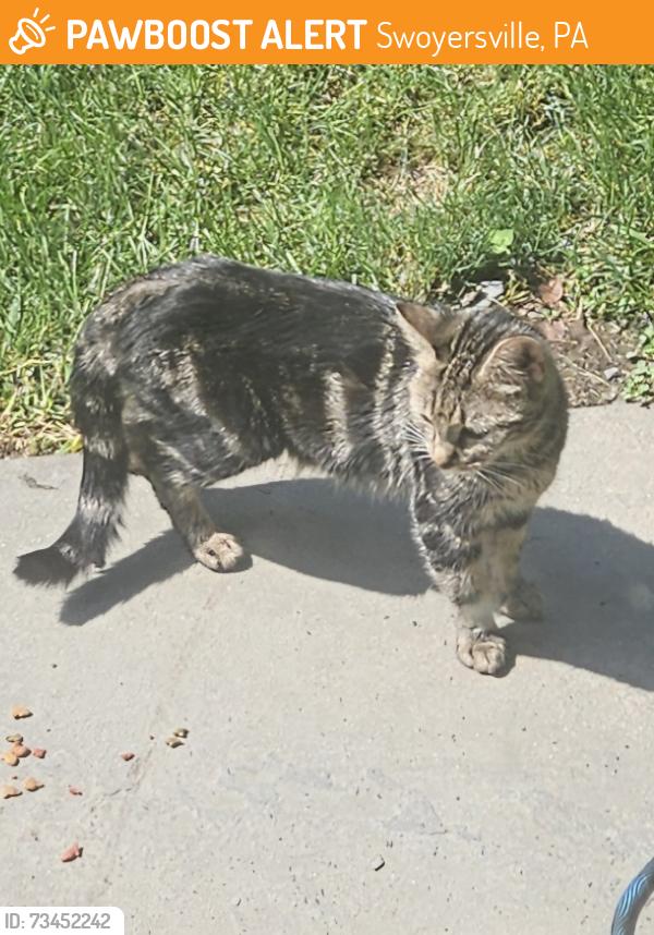 Found/Stray Female Cat last seen Main st Swoyersville, Swoyersville, PA 18704