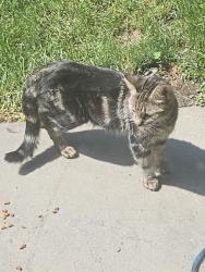Found/Stray Female Cat last seen Main st Swoyersville, Swoyersville, PA 18704
