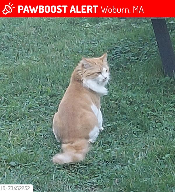 Lost Female Cat last seen Near anna rd, Woburn, ma, Woburn, MA 01801