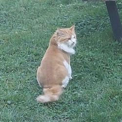 Lost Female Cat last seen Near anna rd, Woburn, ma, Woburn, MA 01801