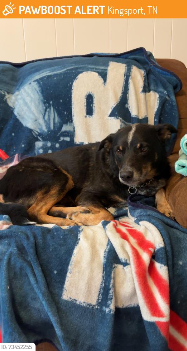 Found/Stray Male Dog last seen Target, Kingsport, TN 37660