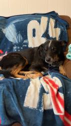 Found/Stray Male Dog last seen Target, Kingsport, TN 37660