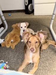 Found/Stray Male Dog last seen Milam Elenentary, Houston, TX 77002
