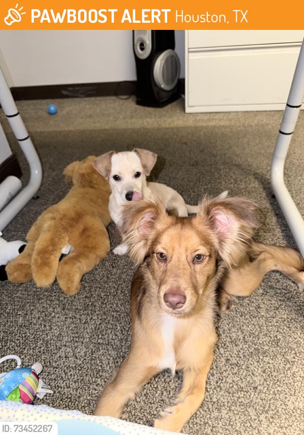 Found/Stray Male Dog last seen Milam Elenentary, Houston, TX 77002