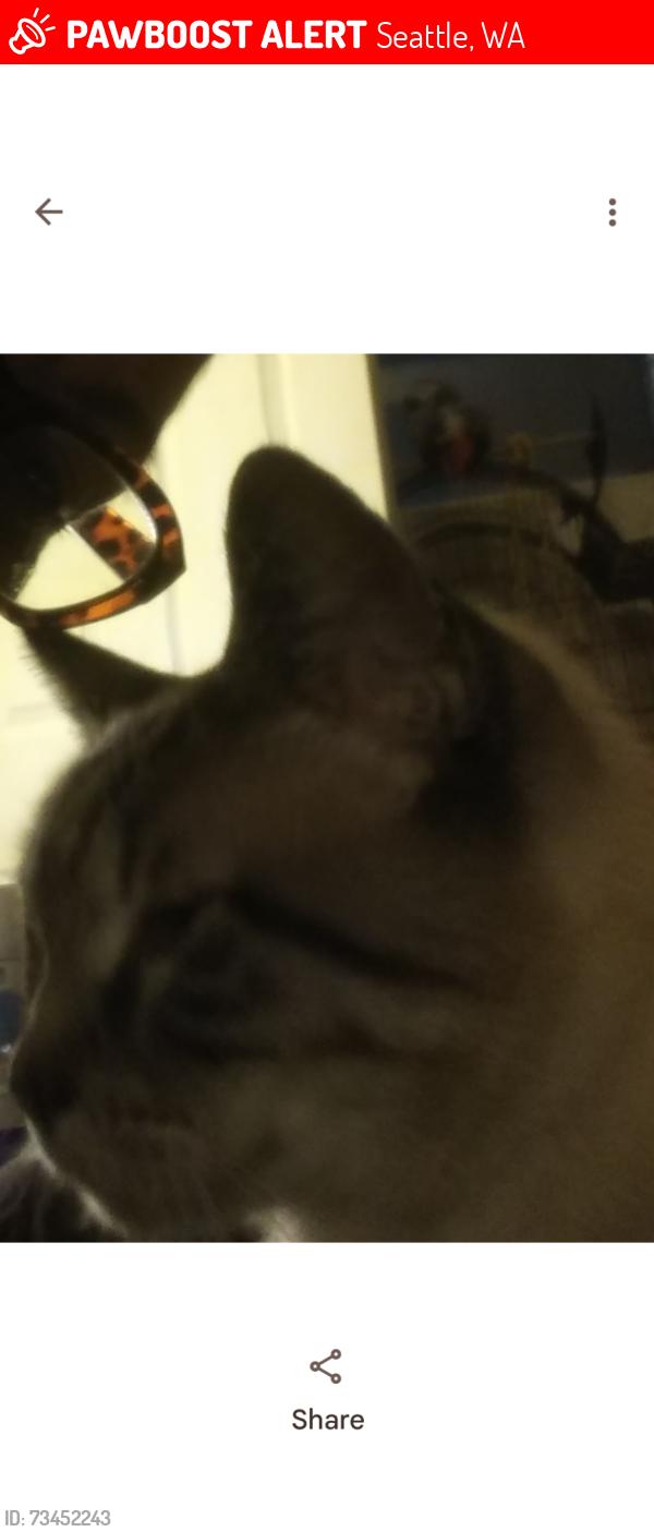 Lost Male Cat last seen McClendons in Renton, Seattle, WA 98118