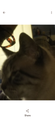 Lost Male Cat last seen McClendons in Renton, Seattle, WA 98118