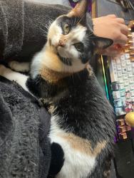 Lost Female Cat last seen Crossroads Center by the DJBitzen, St. Cloud, MN 56301
