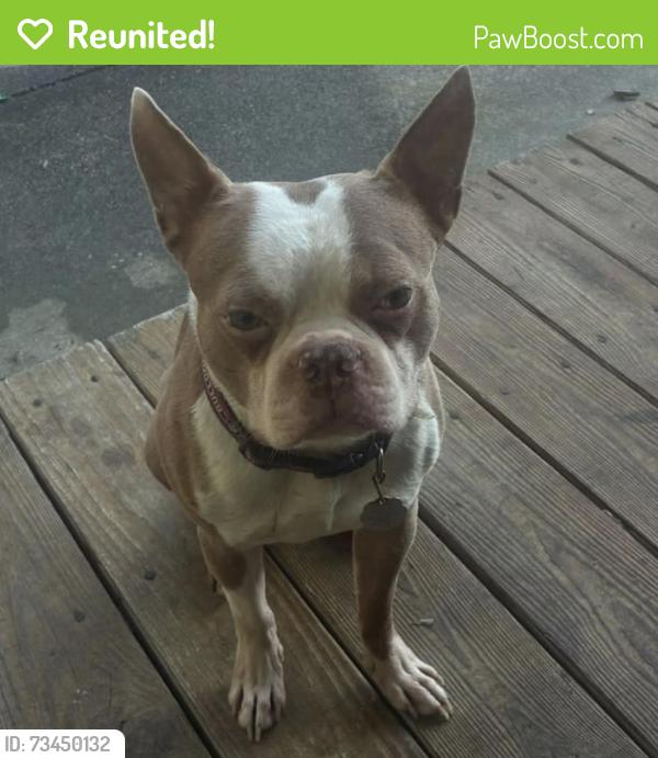 Reunited Male Dog last seen Sam Love Rd, Whitfield County, GA 30740