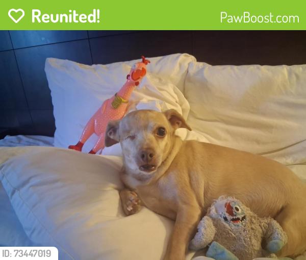 Reunited Female Dog last seen Middleborough Road, Baltimore, MD 21221