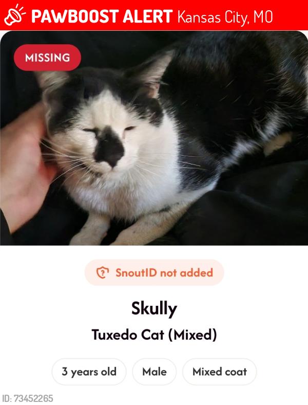 Lost Male Cat last seen 53rd st and Olive st, Kansas City, MO 64130