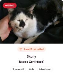 Lost Male Cat last seen 53rd st and Olive st, Kansas City, MO 64130