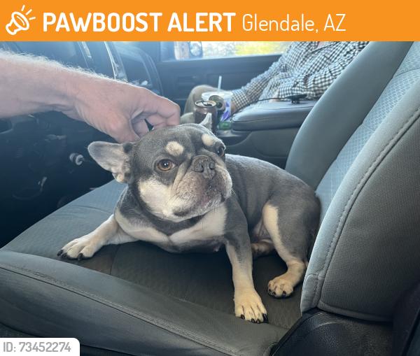 Found/Stray Unknown Dog last seen 43rd Ave and Happy Valley (by Desert Sage), Glendale, AZ 85310