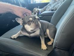 Found/Stray Unknown Dog last seen 43rd Ave and Happy Valley (by Desert Sage), Glendale, AZ 85310