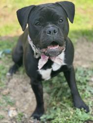 Reunited Female Dog last seen Huntington Forest, Gastonia, NC 28056