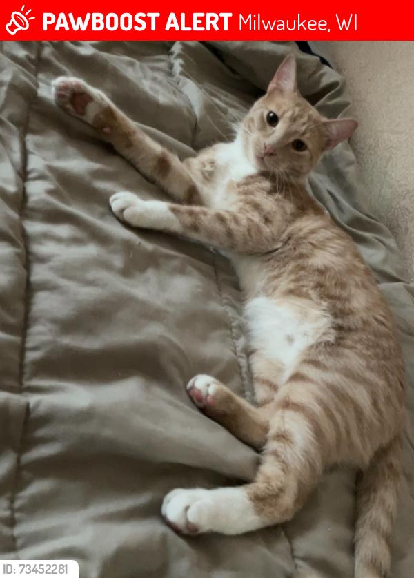 Lost Male Cat last seen 26th between Burleigh & Chambers, Milwaukee, WI 53206