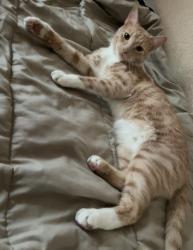 Lost Male Cat last seen 26th between Burleigh & Chambers, Milwaukee, WI 53206