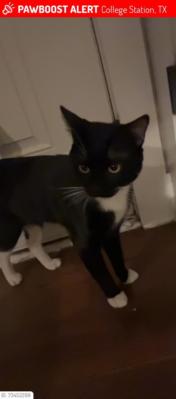 Lost Male Cat last seen Bentwood, College Station, TX 77845