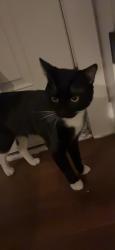 Lost Male Cat last seen Bentwood, College Station, TX 77845