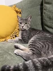 Found/Stray Female Cat last seen 139th w, New York, NY 10031