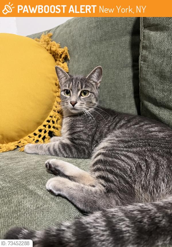 Found/Stray Female Cat last seen 139th w, New York, NY 10031