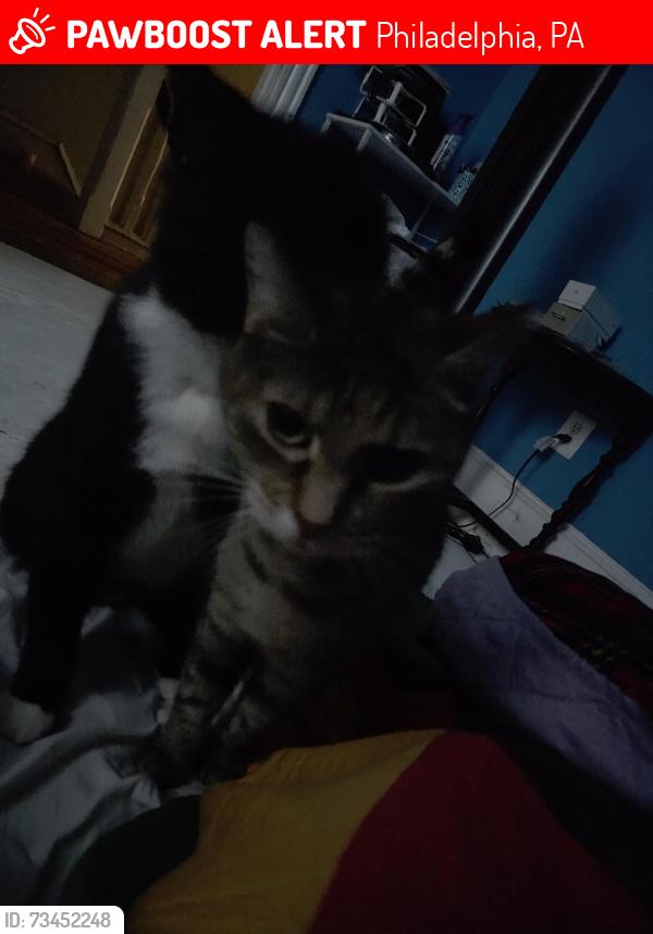 Lost Unknown Cat last seen Between 51st and 52nd Sts, Philadelphia, PA 19143
