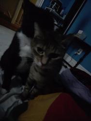 Lost Unknown Cat last seen Between 51st and 52nd Sts, Philadelphia, PA 19143