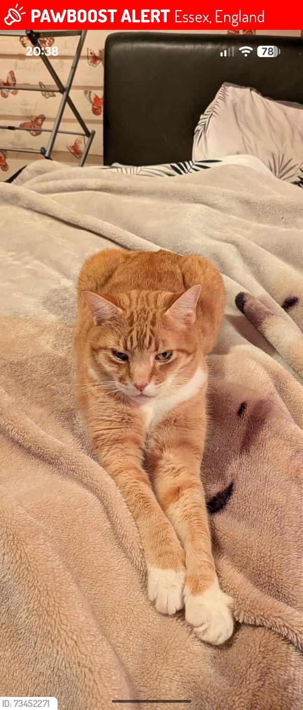Lost Male Cat last seen Long gages, Essex, England 
