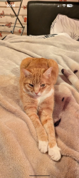 Lost Male Cat last seen Long gages, Essex, England 