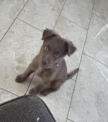 Found/Stray Female Dog last seen reef drive/Bonanza rd., Las Vegas, NV 89110