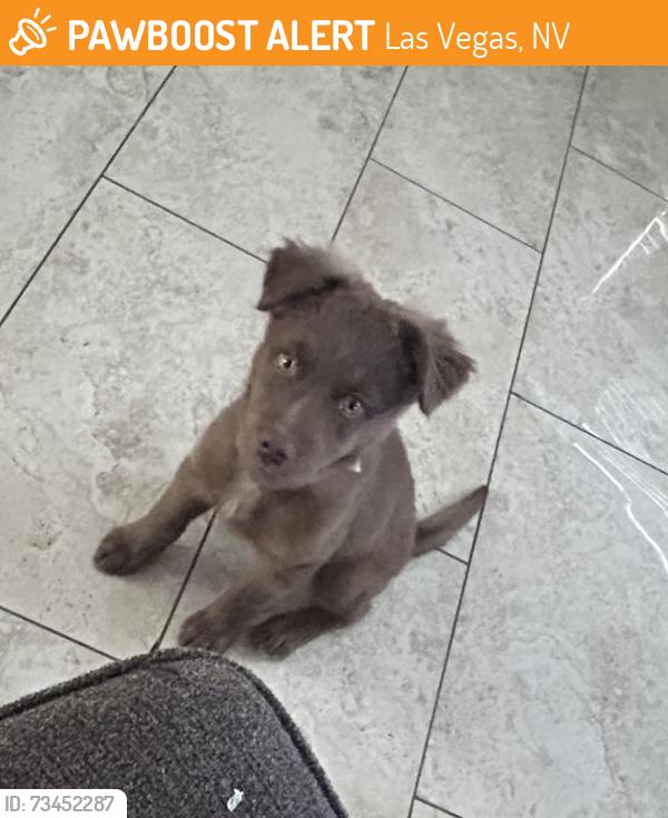 Found/Stray Female Dog last seen reef drive/Bonanza rd., Las Vegas, NV 89110